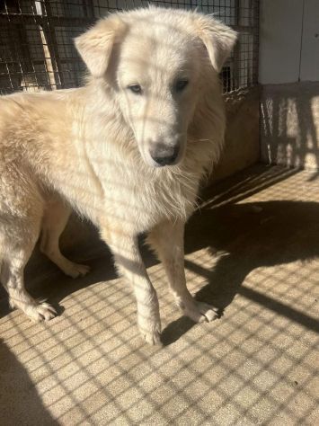 OWEL SALVATELO DAL CANILE ETERNO CANE IN ADOZIONE - Foto 2
