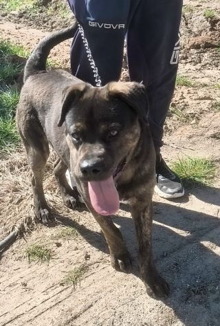 ROCKY giovane Rottweiler cerca urgentemente casa.. apri il suo box salvalo! - Foto 5