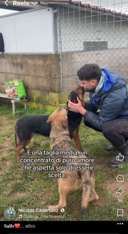 SALLY LA TENEREZZA CANE IN ADOZIONE TG MEDIA - Foto 10