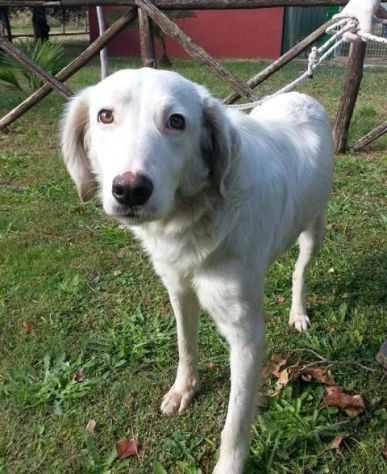 KAJAL, dolce e delicata cagnolina dagli occhi truccati - Foto 2