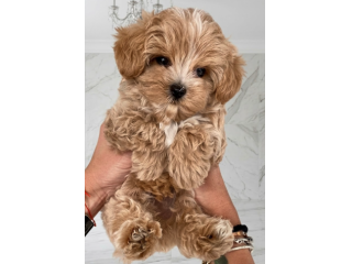 Maltipoo - maltipo cuccioli da 50 euro al mese