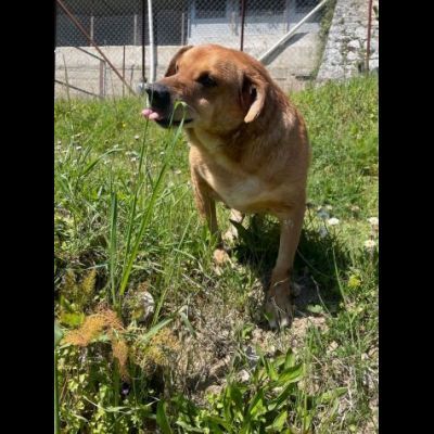VICTOR TIMIDO E TRANQUILLO, CAGNOLINO IN ADOZIONE - Foto 3