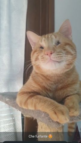 regalo gattino adozione di amore