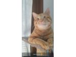 regalo gattino adozione di amore