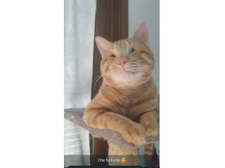regalo gattino adozione di amore