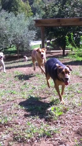 Pensione cani - Foto 5