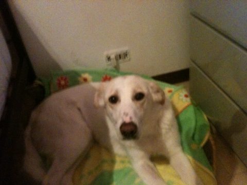 BELLA, dolcissima mix labrador - Foto 3