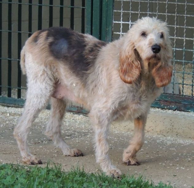 TRILLY, adozione del cuore per una cagnolina dolce e affettuosa - Foto 2