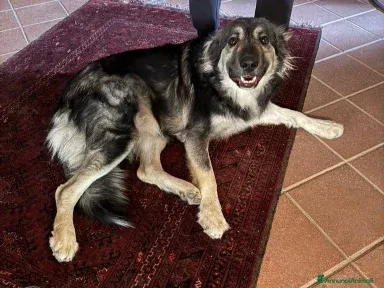 Cora: 2 anni, taglia grande, cerca nuova famiglia - Foto 2