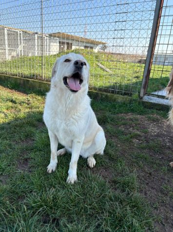 Lady simil Labrador - Foto 4
