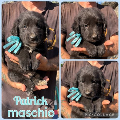 Regalo cuccioli - Foto 2