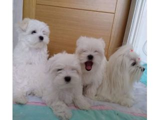 Dolcissimo cucciolo di Maltese cerca casa