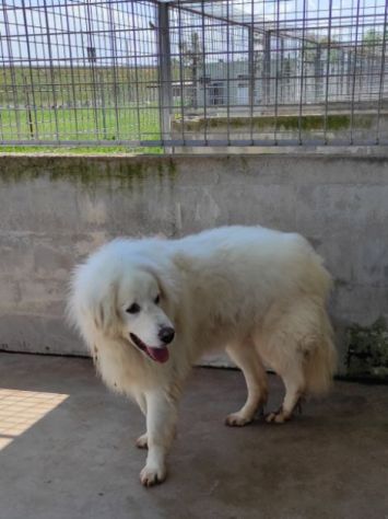 DUE MERAVIGLIE DIMENTICATE: CANI IN ADOZIONE - Foto 3