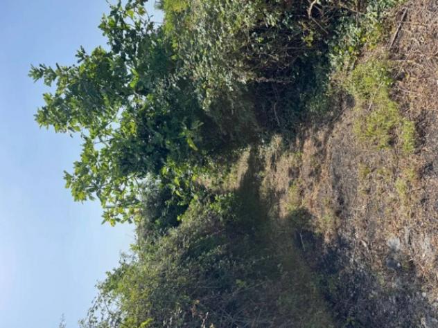 Immobile in asta di 10919 m² in vendita a Fiumefreddo di Sicilia - Foto 10