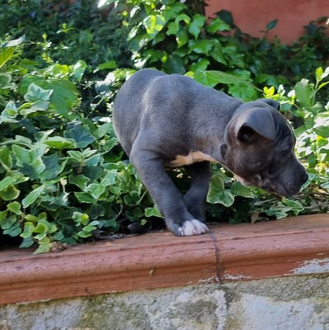 Cuccioli di Amstaff con pedigree in tutta Italia - Foto 2