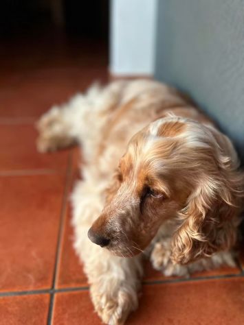 Cocker Spaniel e Volpino italiano cercano famiglia - Foto 5