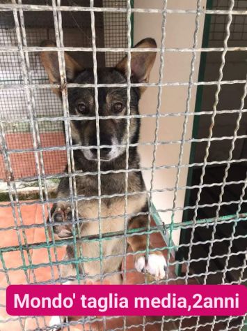Cagnolini in adozione - Foto 6