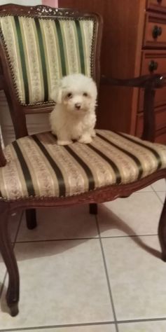 maltese mini toy