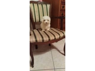 maltese mini toy