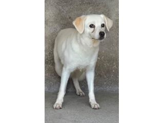 BRICIOLA 14 ANNI 13 kg taglia media piccola
