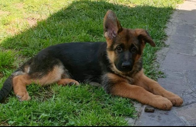 Cuccioli pastore tedesco pelo lungo e pelo normale a - Foto 3