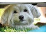 Dog Sitter