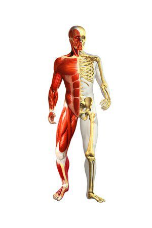 Osteopata Trento e dintorni , anche a domicilio - Foto 2