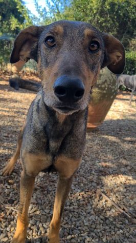 ARTU', magnifico mix DOBERMANN - Foto 10