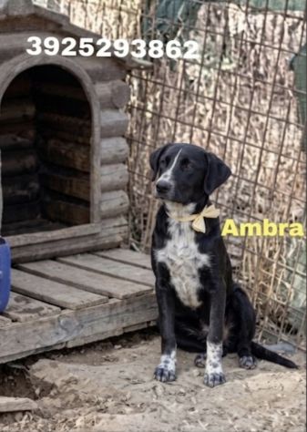 CAGNOLINE IN ADOZIONE UN MONDO DA SCOPRIRE MA SENZA UNA FAMIGLIA - Foto 9