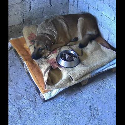 SHINA UNA VITA BUTTATA CANE IN ADOZIONE - Foto 5
