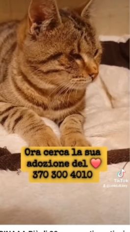 Micia tigrata,giovane,salvata,senza 1occhietto. ROMA - Foto 3