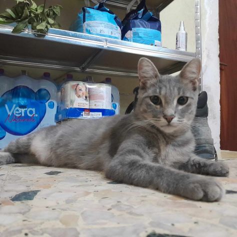 dolce elvis in regalo - Foto 5
