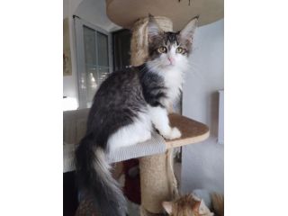 Gattini maine coon