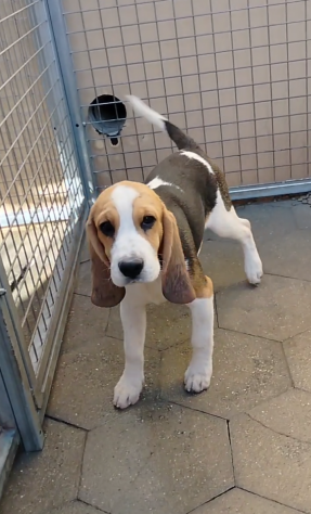 Regalo cuccioli di Beagle taglia piccola
