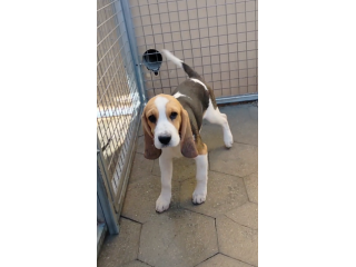 Regalo cuccioli di Beagle taglia piccola