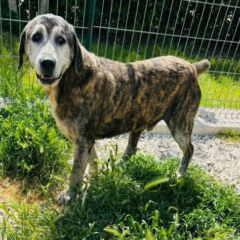 UGO 12 ANNI - Foto 4
