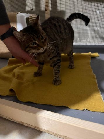 TIGRO, tenero gatto in adozione! - Foto 2