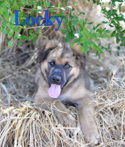 Locky ed Elvis bellissimi cuccioli taglia grande - Foto 10