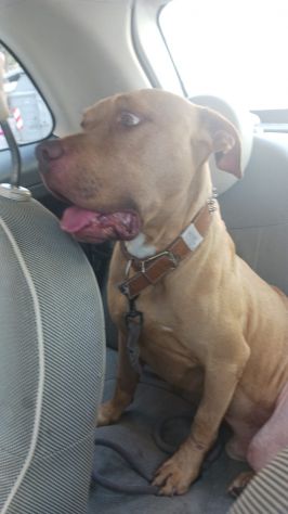 Pitbull 4ANNI SPLENDIDO BUONISSIMO NAPOLI SOS - Foto 4