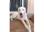 Neve setter  adozione cane sordo