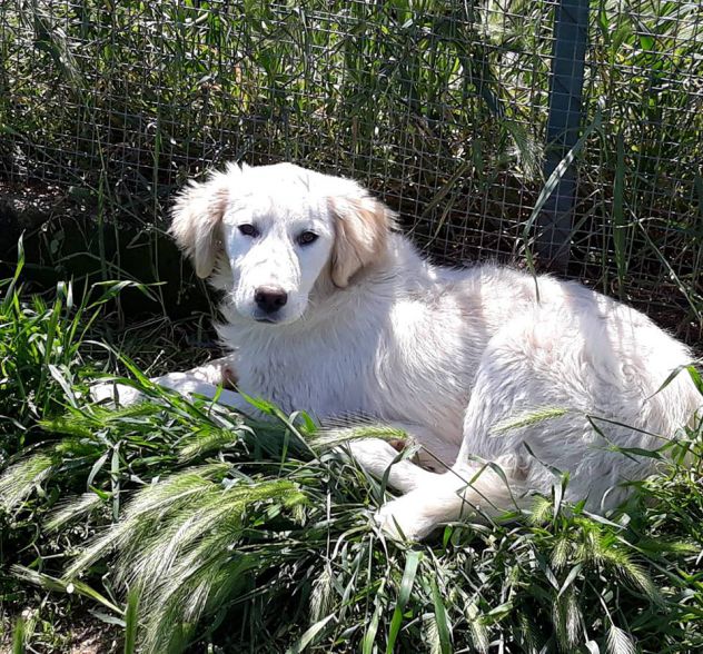 LOTHAR, tenero cucciolone mix setter - Foto 2