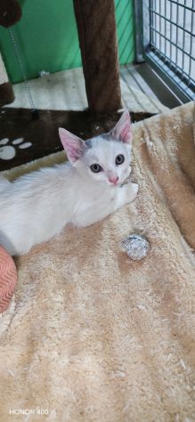 Cocco, gattino cerca casa - Foto 3