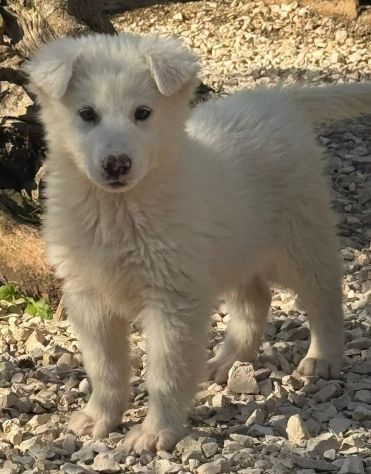 CUCCIOLE MAREMMANO 4 MESI SONO IN CANILE - Foto 8