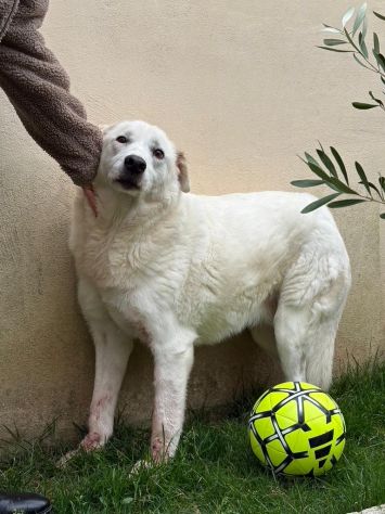Consuelo: dolce, equilibrata, socievole - Foto 2