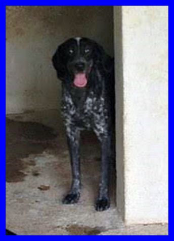 LEXA, SIMIL BRACCO-POINTER DOLCE E TIMIDA - Foto 2