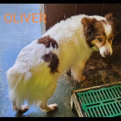 CANILE DI 3.000 CANI I POST SONO LA LORO UNICA POSSIBILITA' DI VISIBILITA'