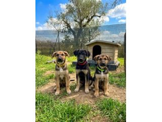 Regalo cucciole incrocio pastore tedesco