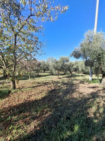 TERRENO AGRICOLO IN VENDITA Palombara Sabina (RM) -