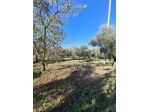 TERRENO AGRICOLO IN VENDITA Palombara Sabina (RM) -