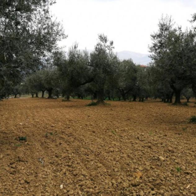 Immobile in asta di 49680 m² in vendita a Pianella - Foto 2